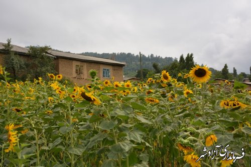 طبیعت روستای وطن و مزارع آفتاب گردان و شالیزار (تصاویر)