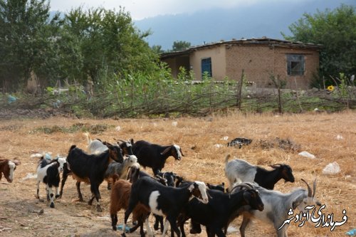 طبیعت روستای وطن و مزارع آفتاب گردان و شالیزار (تصاویر)